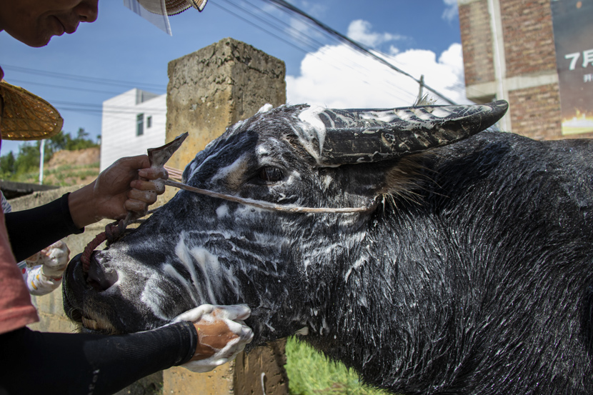 The Huang siblings and a friend wash their family’s bull with shampoo in Guangshun Town, Guizhou province, October 2020. Kenrick Davis/Sixth Tone