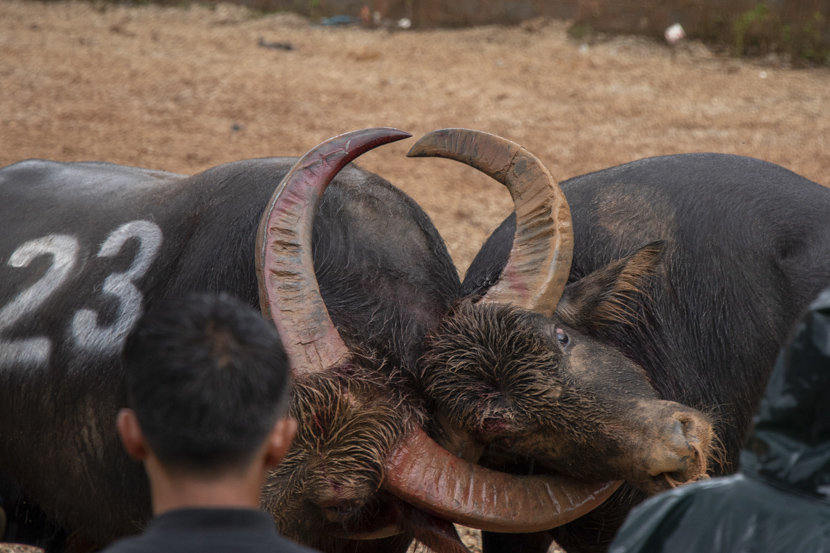 A handler watches two bulls with bloody, muddied horns locked in a long stalemate during a fight in Shilin Yi Autonomous County, Yunnan province October 2020. Kenrick Davis/Sixth Tone