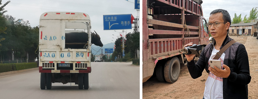 Left: A bull is transported to a tournament; Right: Shi Qunchun livestreams and films a famous bull outside a large bullfight arena in Shilin Yi Autonomous County, Yunnan province, October 2020. Kenrick Davis/Sixth Tone