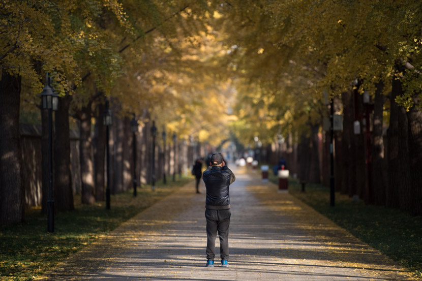 A man takes photos of gingko leaves in Beijing, Nov. 4, 2020. CuiNan/CNS/People Visual