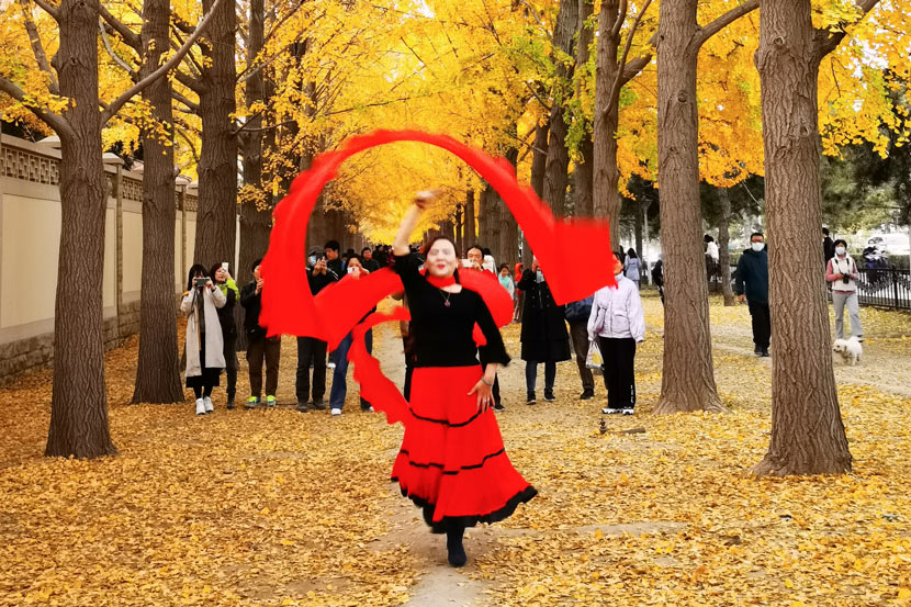 A woman dances with a ribbon amid the gingko trees in Beijing, Nov. 7, 2020. Zhang Jusheng/People Visual