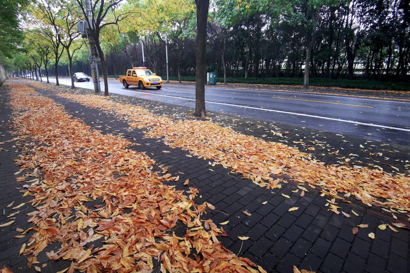 A view of a road covered in leaves in Minhang District, Shanghai, October 2020. IC