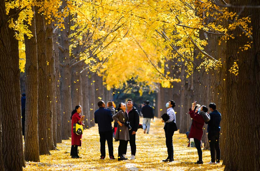 Residents take photos beneath the autumn foliage in Beijing, Nov. 13, 2020. People Visual
