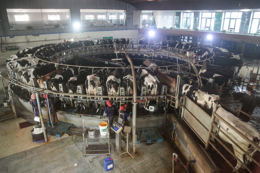 Cows during their morning milking at the Yinxiang Weiye dairy farm in Heze, Shandong province, Nov. 6, 2020. Li You/Sixth Tone