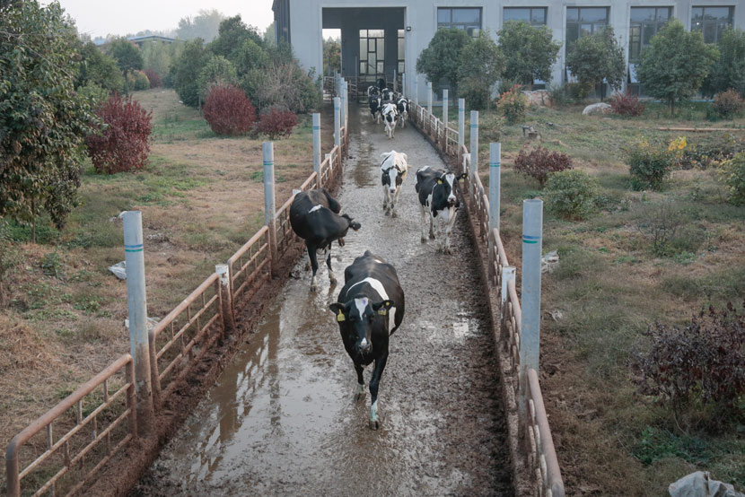 Cows walk in an outdoor corridor at the Yinxiang Weiye dairy farm in Heze, Shandong province, Nov. 6, 2020. Li You/Sixth Tone