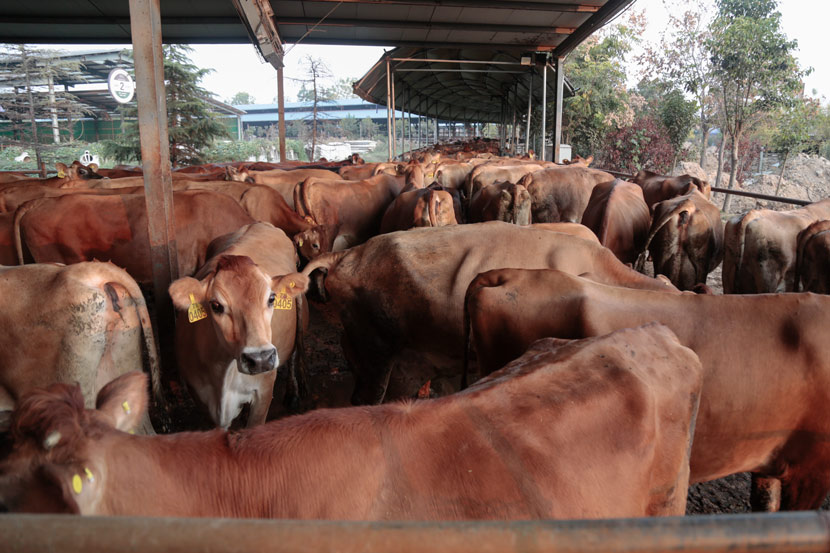 Jersey cows at the Yinxiang Weiye dairy farm in Heze, Shandong province, Nov. 6, 2020. Li You/Sixth Tone