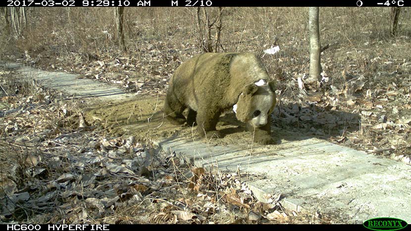 A wild panda covered in horse manure in Foping, Shaanxi province. Courtesy of Wei Fuwen