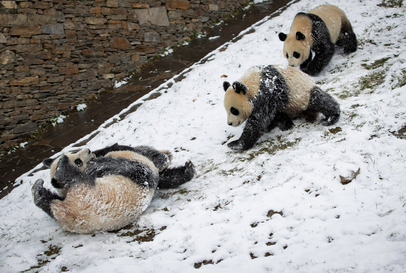 Giant panda cubs frolic in the snow at the Wolong Giant Panda Center, Sichuan province, Dec. 17, 2020. Jiang Hongjing/Xinhua