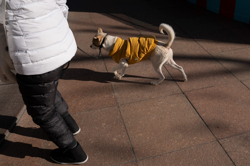A man and his pet dog in winter clothes in Shanghai, Dec. 31, 2020. Shi Yangkun/Sixth Tone