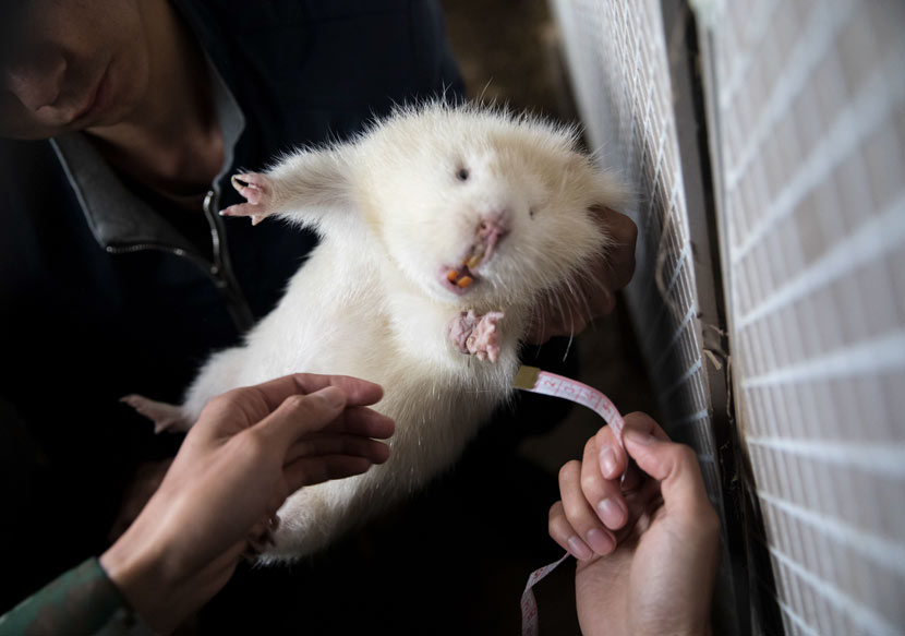 Liu Suliang and his partner measure the “waistline” of a bamboo rat so they can custom make some accessories for it, at their farm in Ganzhou, Jiangxi province, Nov. 19, 2018. Chin Chen/People Visual