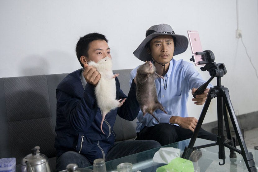 Liu Suliang (left) and his partner Hu Yueqing host a livestream show at their bamboo rat farm in Ganzhou, Jiangxi province, Nov. 18, 2018. Chin Chen/People Visual