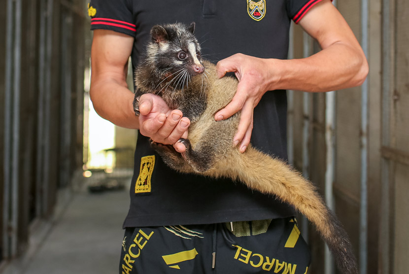A worker holds up a civet cat at a farm in Yacha Town, Hainan province, Nov. 18, 2019. Yuan Chen/People Visual