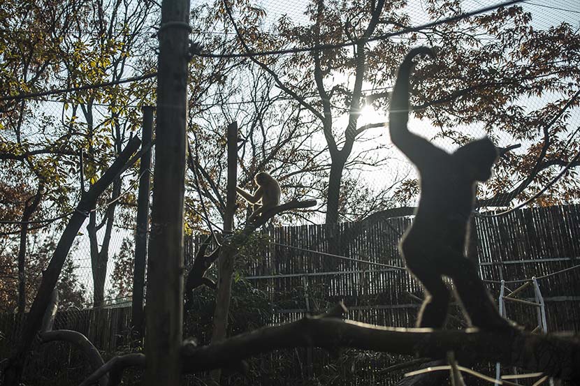 Gibbons clamber on the trees inside their enclosure at Hongshan Forest Zoo in Nanjing, Jiangsu province, Dec. 16, 2020. Courtesy of Guyu Lab