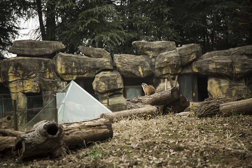 A meerkat stands on a log in Hongshan Forest Zoo in Nanjing, Dec. 18, 2020. Courtesy of Guyu Lab