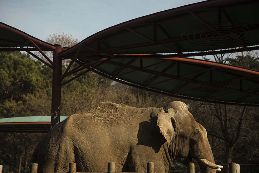 An elephant stands in its enclosure at Hongshan Forest Zoo in Nanjing, Dec. 17, 2020. Courtesy of Guyu Lab