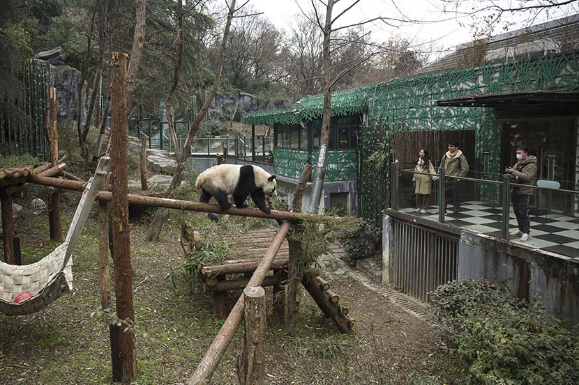 Visitors watch a panda walk around its enclosure at Hongshan Forest Zoo in Nanjing, Dec. 18, 2020. Courtesy of Guyu Lab