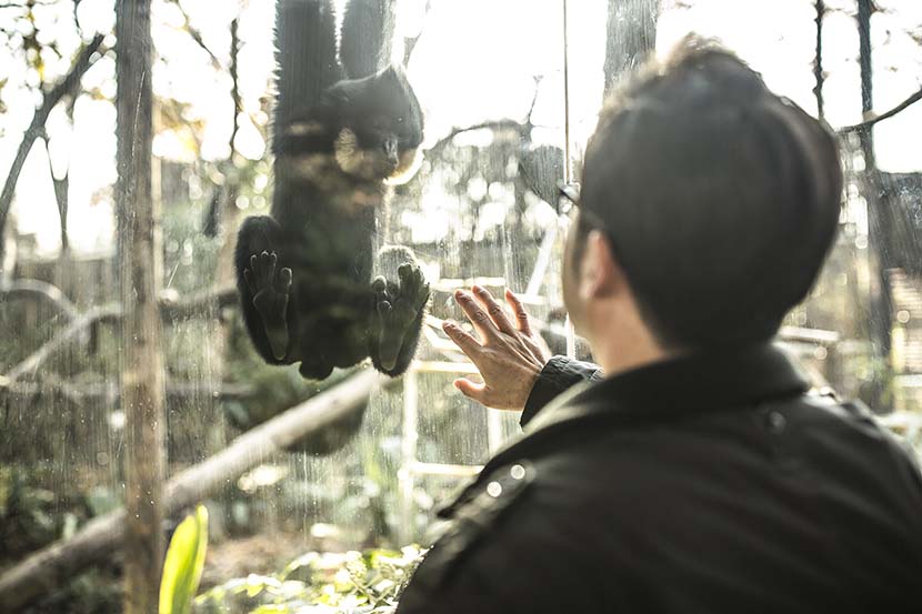 Shen Zhijun checks on the gibbons at Hongshan Forest Zoo in Nanjing, Dec. 16, 2020. Courtesy of Guyu Lab