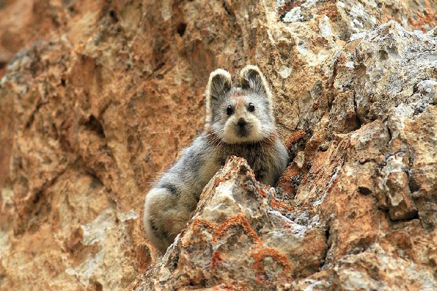 An Ili pika, photo taken by Li Weidong. From the website of the National Forestry and Grassland Administration