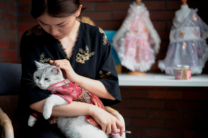 The owner of a Taobao shop selling “hanfu” gowns for cats pets one of her models in Changsha, Hunan province, Aug. 13, 2020. Noel Celis/People Visual