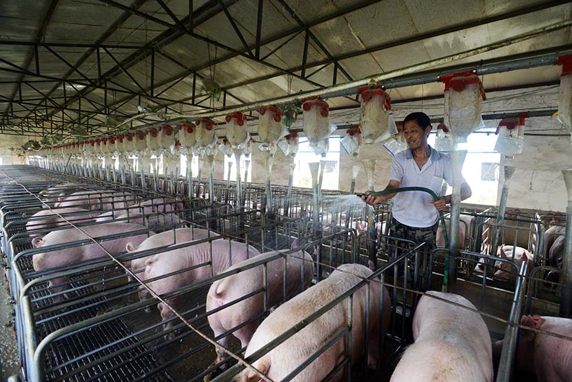 A famer hoses down a pig pen where waste is collected for power use in Zhengyang County, Henan province, July 7, 2015. IC