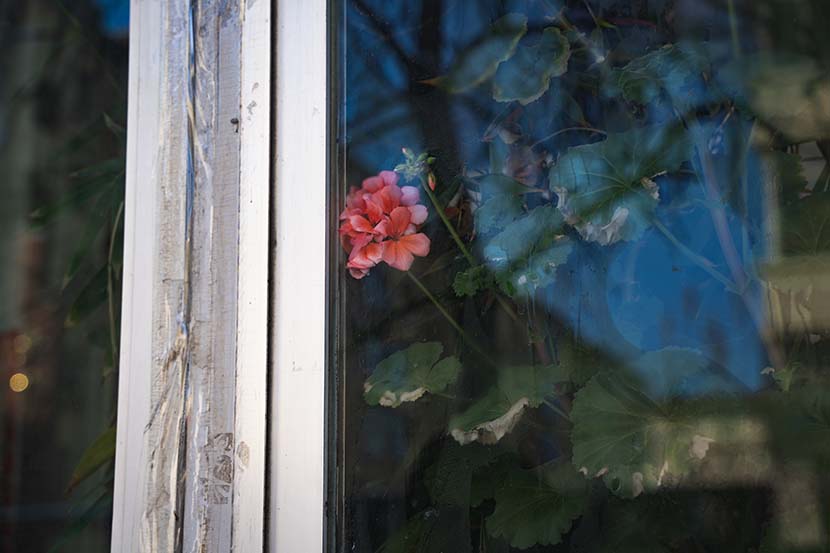 A peony flower grows behind a window in Tonghua, Jilin province, Jan. 29, 2021. Pan Yi for Sixth Tone