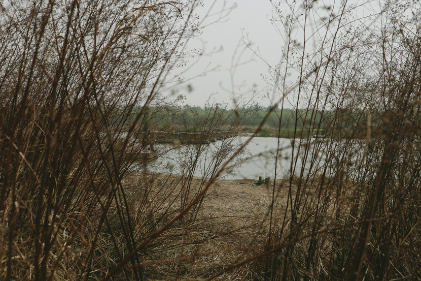 Long grass grows by the bank of the Luo River, in Luoyang, Henan province, March 2021. Yuan Ye/Sixth Tone