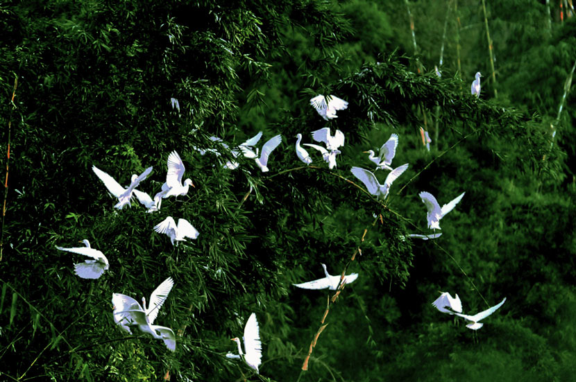 Birds in a bamboo forest in Pu’er, Yunnan province, 2008. Courtesy of the China Biodiversity Conservation and Green Development Foundation