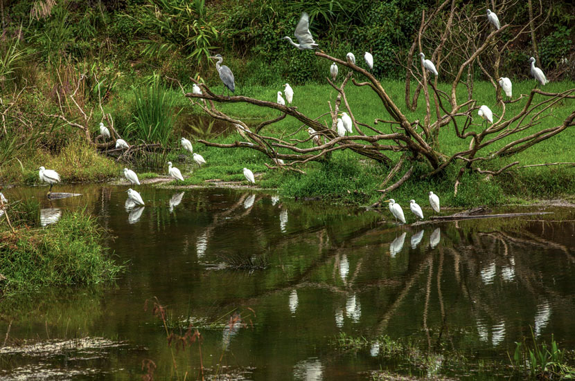Birds rest in a wooded area near Pu’er, Yunnan province, 2014. Courtesy of the China Biodiversity Conservation and Green Development Foundation