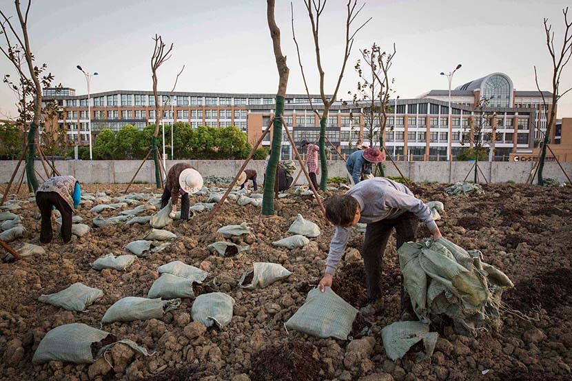 Workers fertilize soil and plant trees at the former site of Jiangsu Changlong Chemicals Co. Ltd., Jiangsu Huada Chemical Group Co. Ltd., and Changzhou Chang-Yu Chemical Co. Ltd., in Changzhou, Jiangsu province, April 19, 2016. Zhou Pinglang for Sixth Tone
