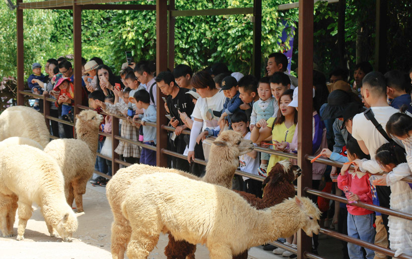 Visitors feed the alpacas at Hangzhou Safari Park, Hangzhou, Zhejiang province, May 2019. RayFoto/People Visual