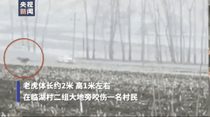 A GIF from a video clip shows a wild tiger pouncing near a woman in Mishan, Heilongjiang province, April 23, 2021. From @央视新闻 on Weibo