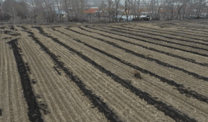 A GIF from a video shows the tiger running along farmlands. Xinhua