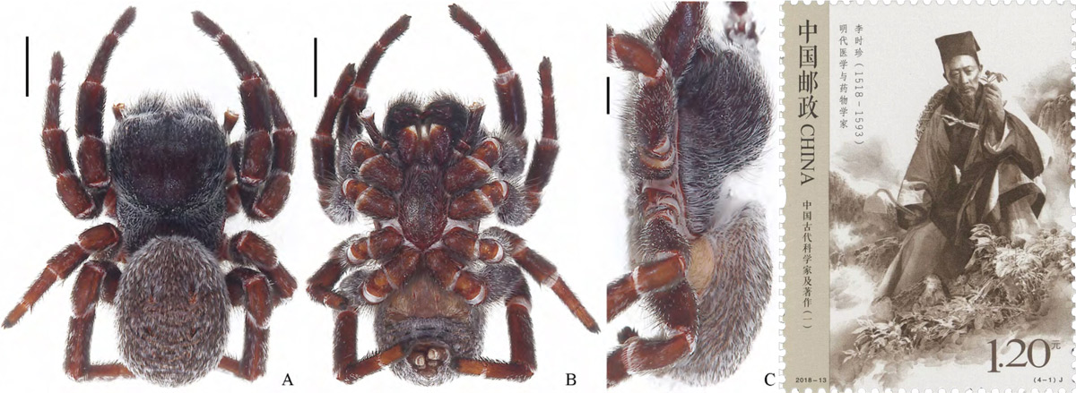 Left: An image of the spider Eresus lishizheni viewed from several different angles. From Red Star News; Right: An image of the naturalist Li Shizhen appears on a Chinese stamp. IC