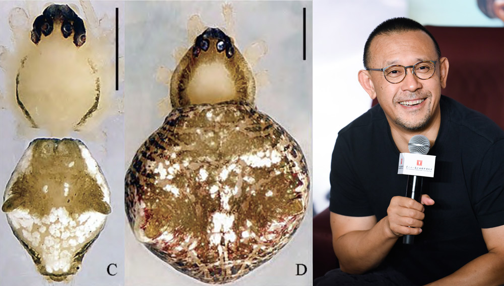 Left: The spider E. jiangweni viewed from various angles. From Red Star News; Right: Actor and director Jiang Wen speaks during an event in Shanghai, 2018. IC