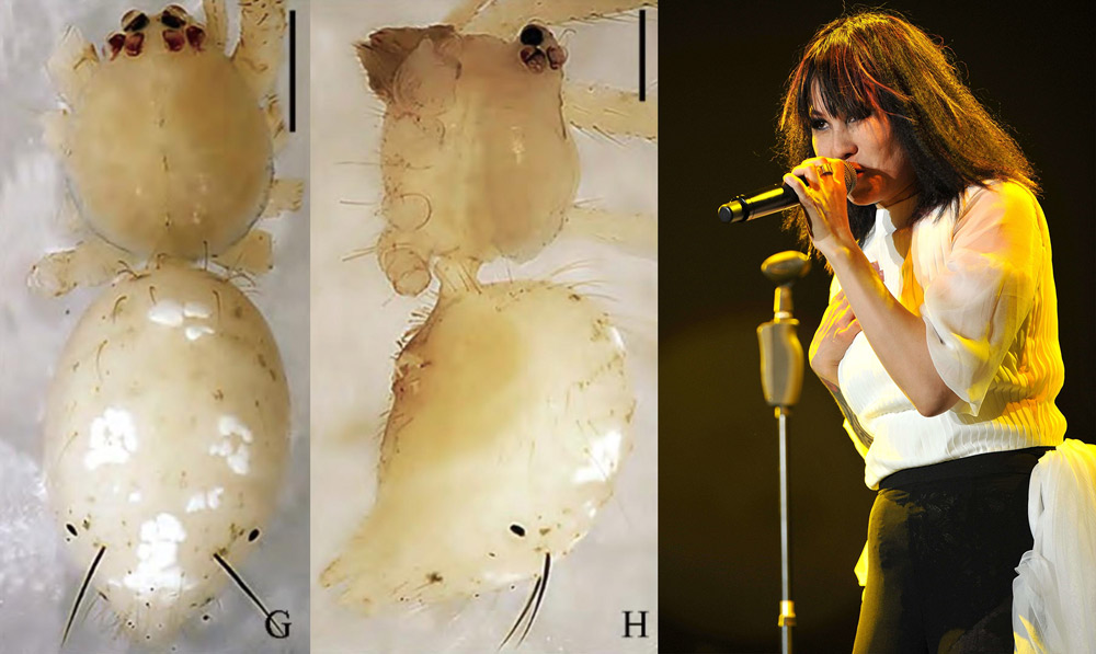 Left: The spider Meotipa luoqiae, viewed from different angles. From Red Star News; Right: Singer Luo Qi performs onstage, 2015. IC