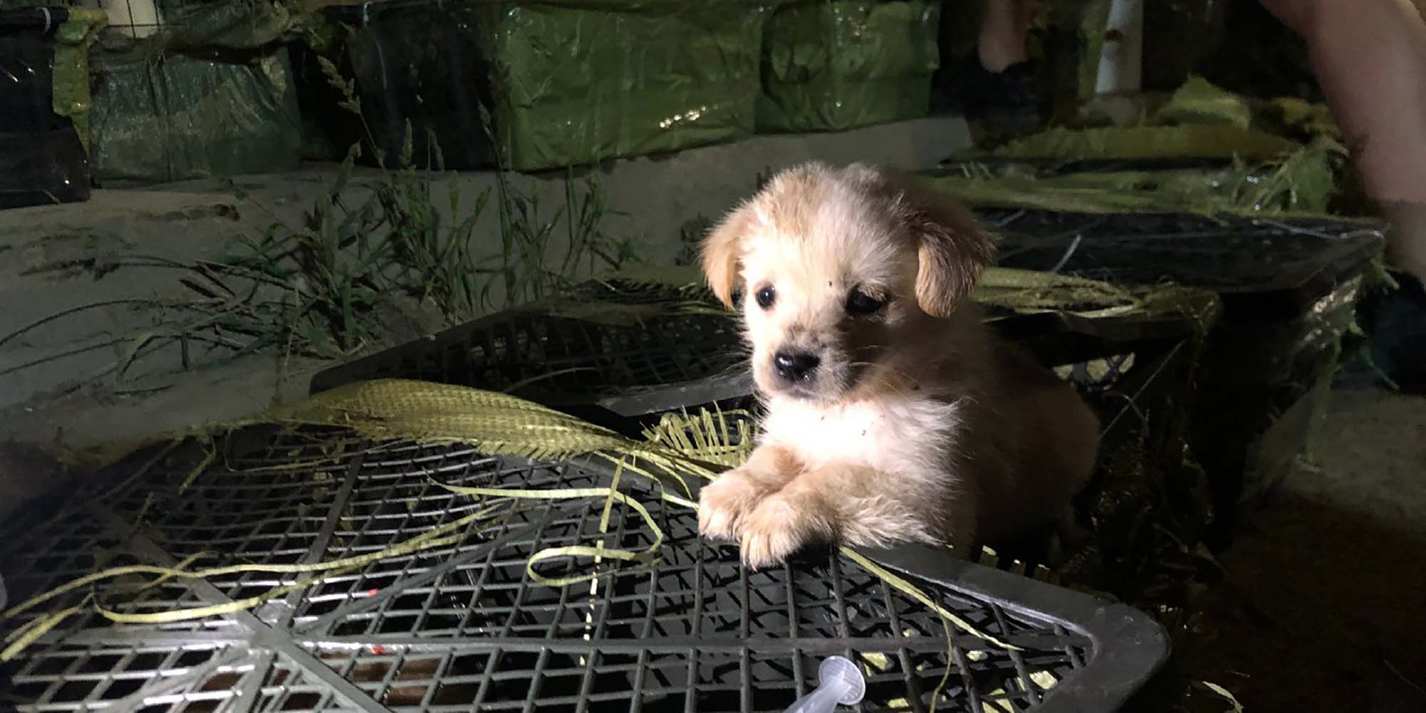 How China’s “blind box” craze led to dead dogs and cats inside crates