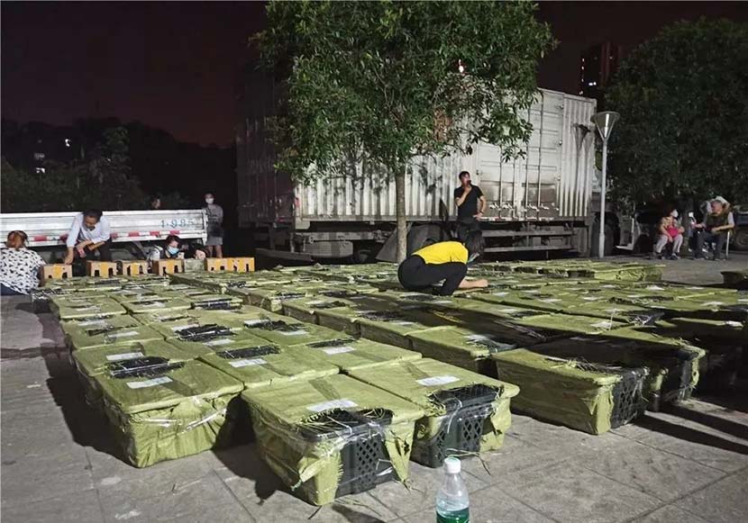Members of an animal welfare group inspect a stack of boxes containing live animals at a logistics center in Chengdu, Sichuan province, May 3, 2021. From @河南法制报 on Weibo