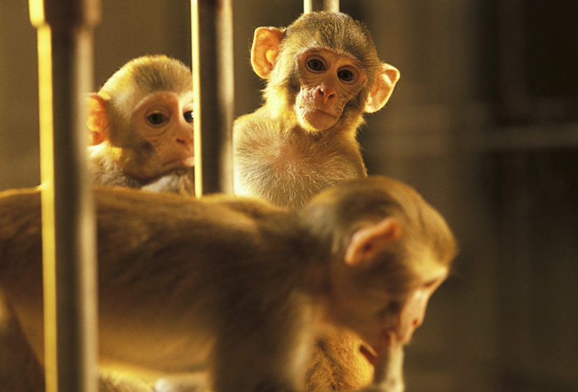 Three young rhesus monkeys in a cage at the New England Regional Primate Research Centre, Harvard Medical School, Massachusetts, U.S. IC