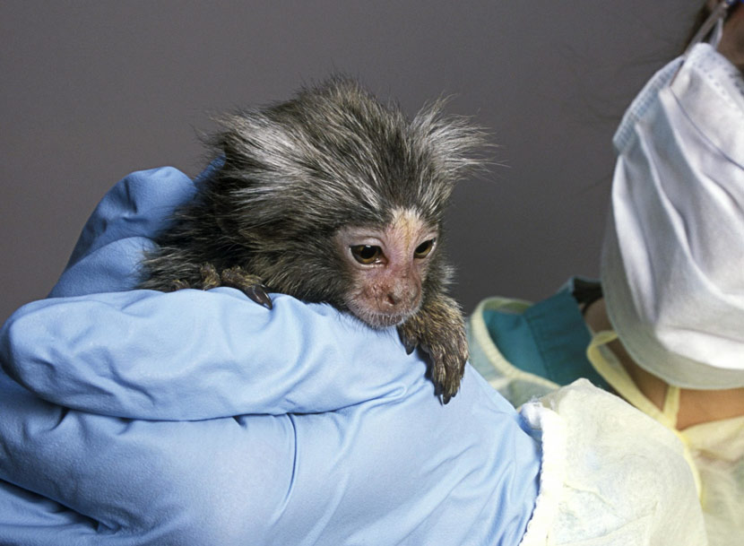 A researcher holds a baby marmoset at the New England Regional Primate Research Centre, Harvard Medical School, Massachusetts, U.S. IC