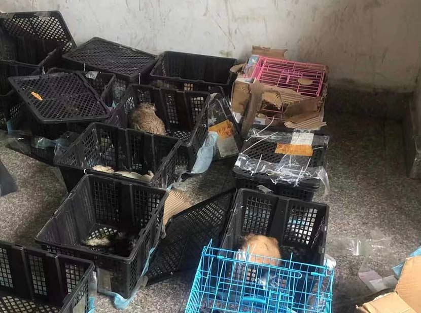 Crates containing animals are discovered at a ZTO Express depot in Suzhou, Jiangsu province, May 11. 2021. From @苏州市小动物保护协会 on Weibo