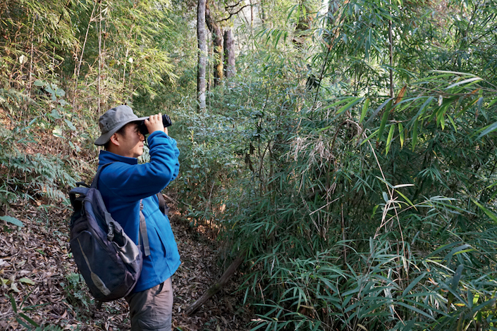 Fei Hanlan, a scholar at China West Normal University in Sichuan province, searches for Skywalker hoolock gibbons in the rainforests of Gaoligong Mountains National Nature Reserve, Yunnan province. Caixin