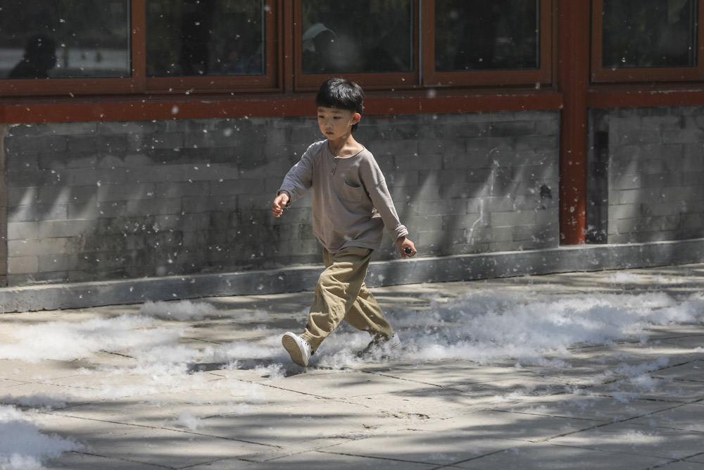 A boy walks through catkins in Beijing, April 19, 2021. Cheng Feng/IC