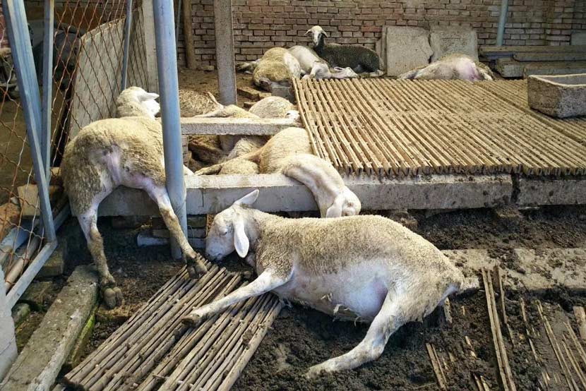 The carcasses of sheep that died from poisoning lie on the ground in a livestock enclosure in Shouguang, Shandong province, Aug. 24, 2017. Courtesy of Beijing Youth Daily