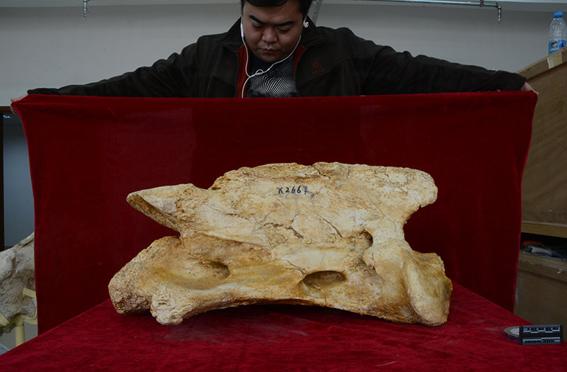 Part of the neck of the giant rhino. From the Institution of Vertebrate Paleontology and Paleoanthropology
