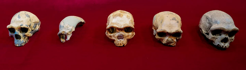 From left to right, a comparison of early human crania, namely Peking Man, Maba, Jinniushan, Dali, and Dragon Man. Courtesy of Kai Geng