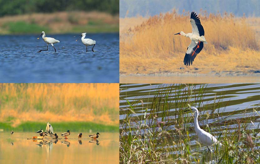 Species of birds that have been spotted at the Shahe Reservoir: Eurasian spoonbill (top-left); Oriental white stork (top-right); Mallard, Black-winged stilt and Grey heron (bottom-left); Little egret (bottom-right). Courtesy of Let Birds Fly