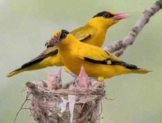 A photo posted by a hobbyist photographer shows a family of black-naped orioles in Pingshan County, 2021. The photographer pruned the nest before shooting. From Weibo