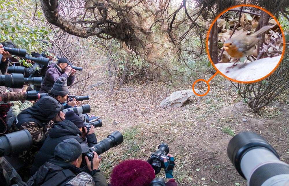Photographers congregate after a rare robin sighting in winter in Beijing, Jan. 11, 2019. Zhao Rong/Qianlong/People Visual