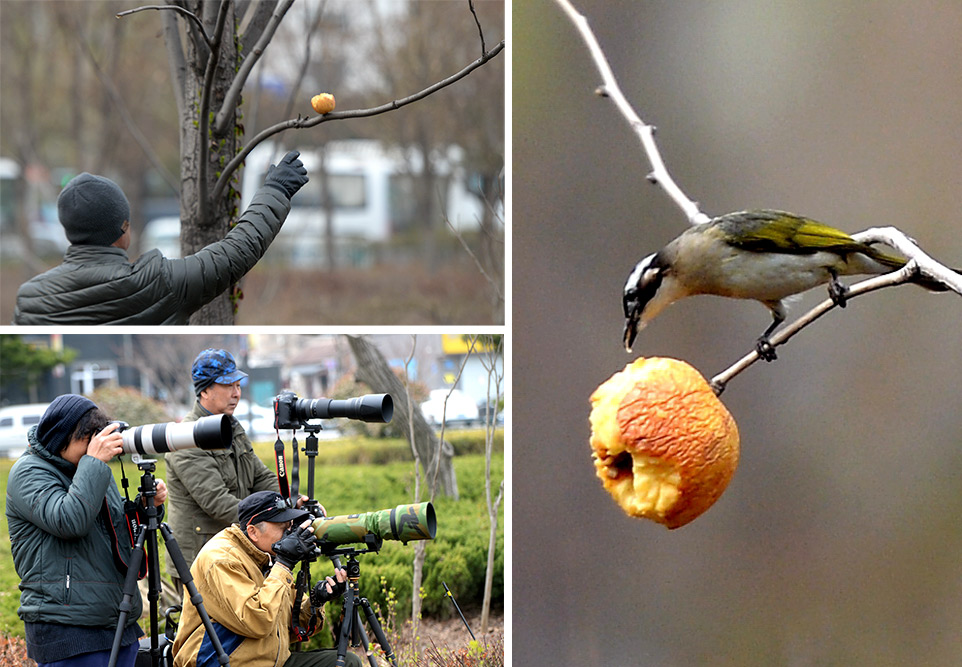 A photographer sets an apple as bait in order to attract wild birds in Jinan, Shandong province, March 2016. People Visual