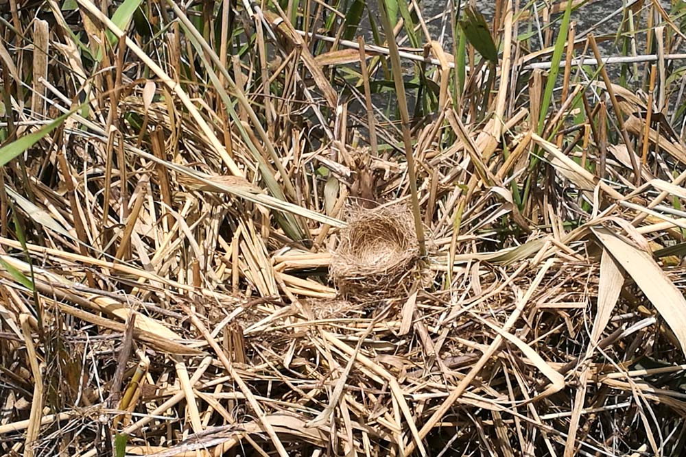 A photo shows a damaged reed parrotbill nest at Nanhui Wetlands Park in Shanghai, May 2017. The protective vegetation around the nest has been trampled down and the bird’s chicks are nowhere to be seen. From @猫耳鹰夫人 on Weibo